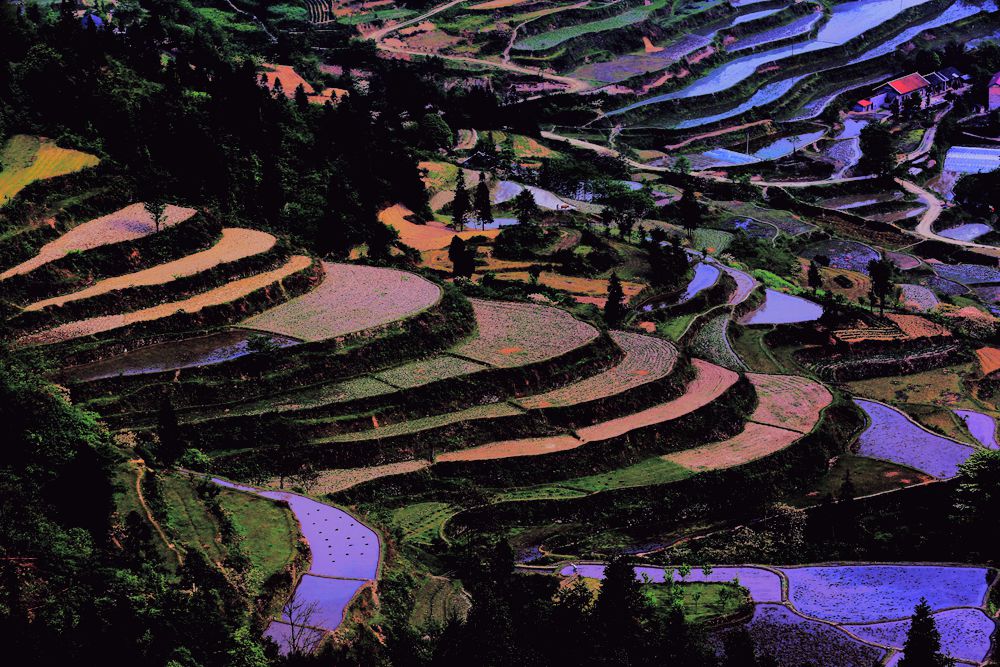 龙凤梯田