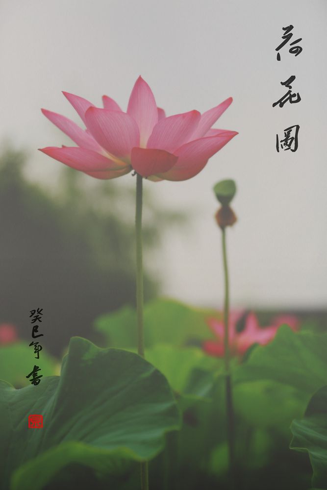 荷花图