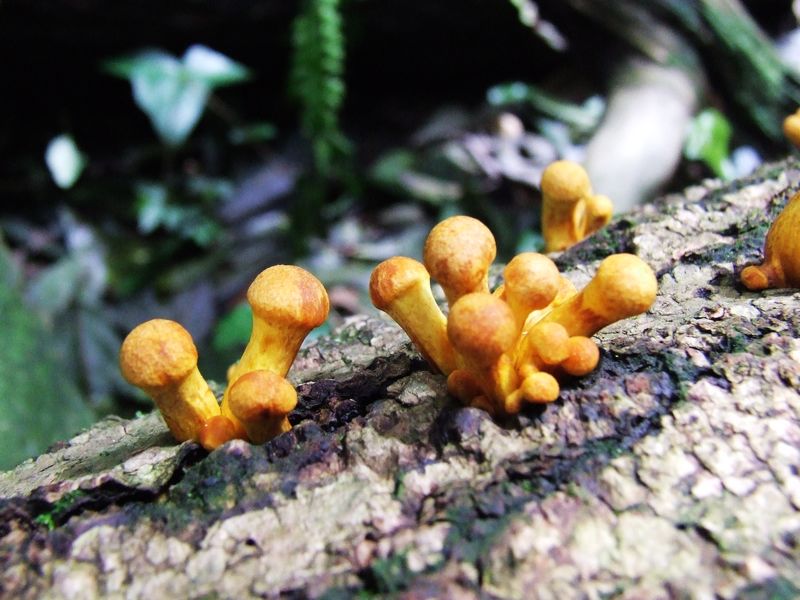 朽木上的生机