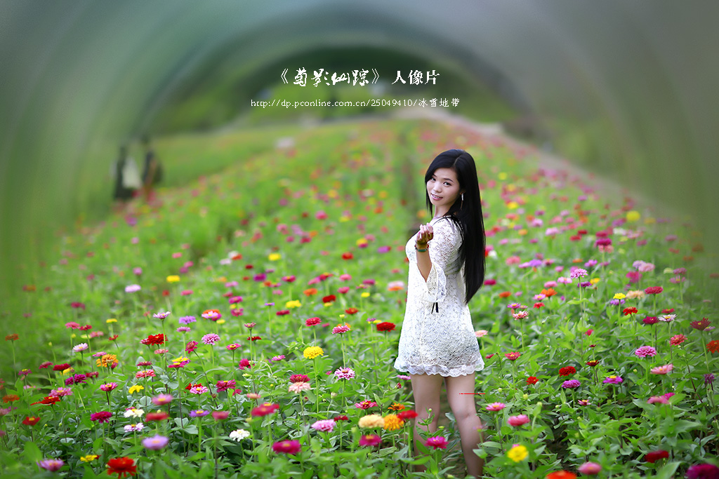 菊影仙踪