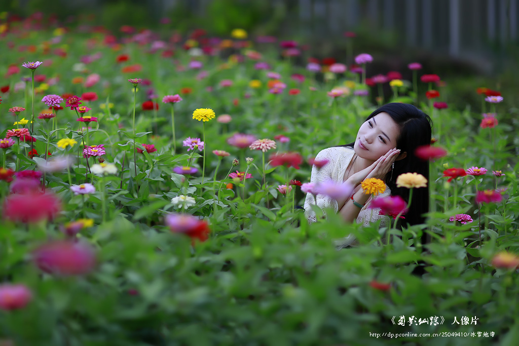 菊影仙踪