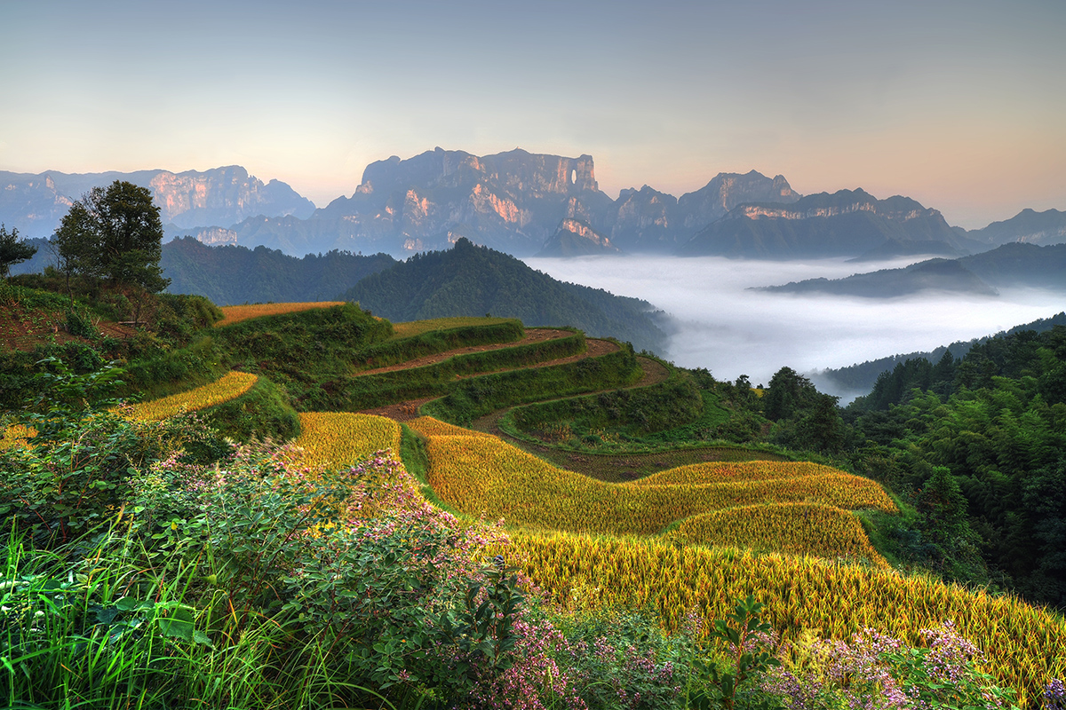 满山均是丰收态