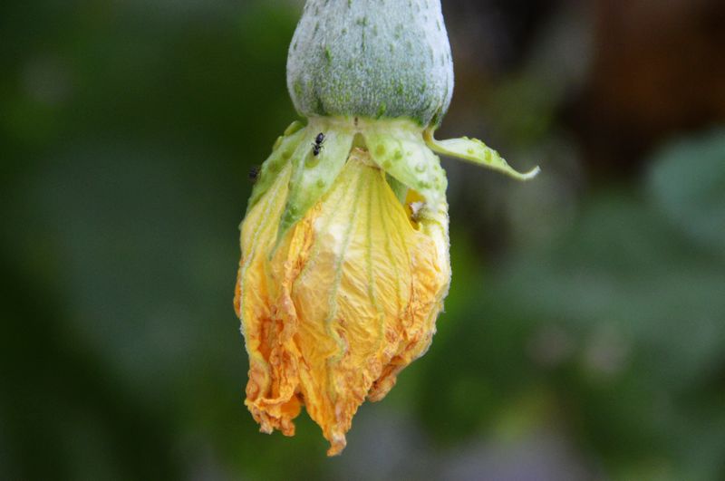 花开花谢结硕果