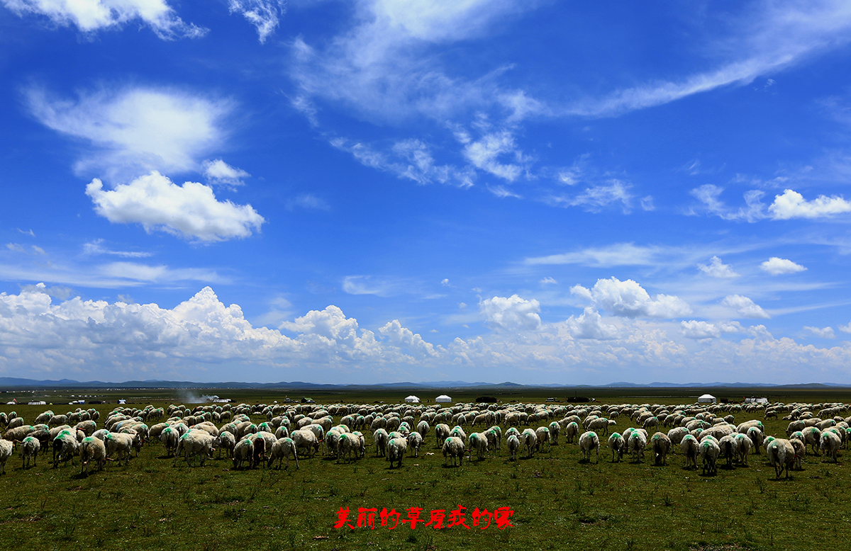 美丽的草原我的家1