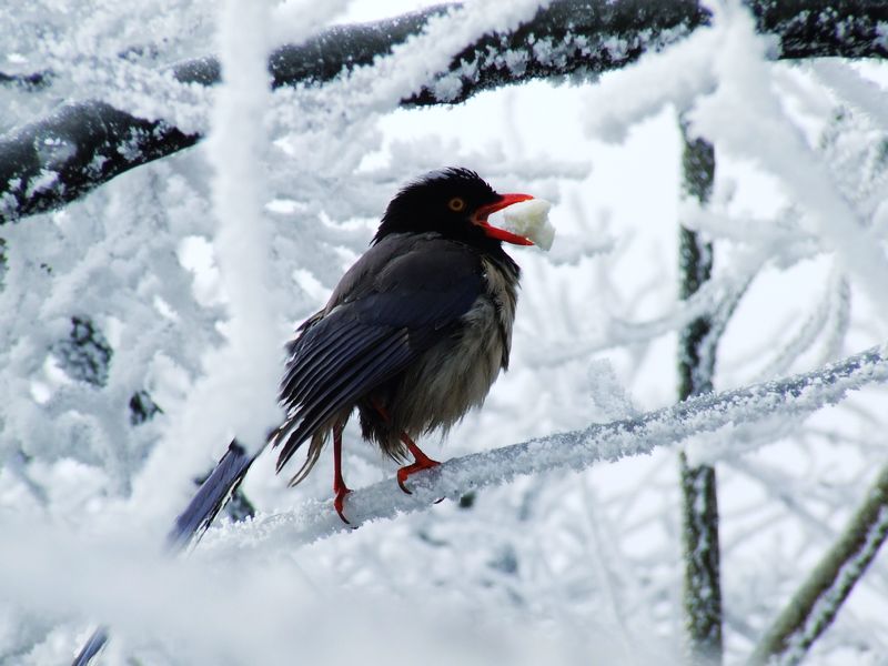 天门山雪中鸟