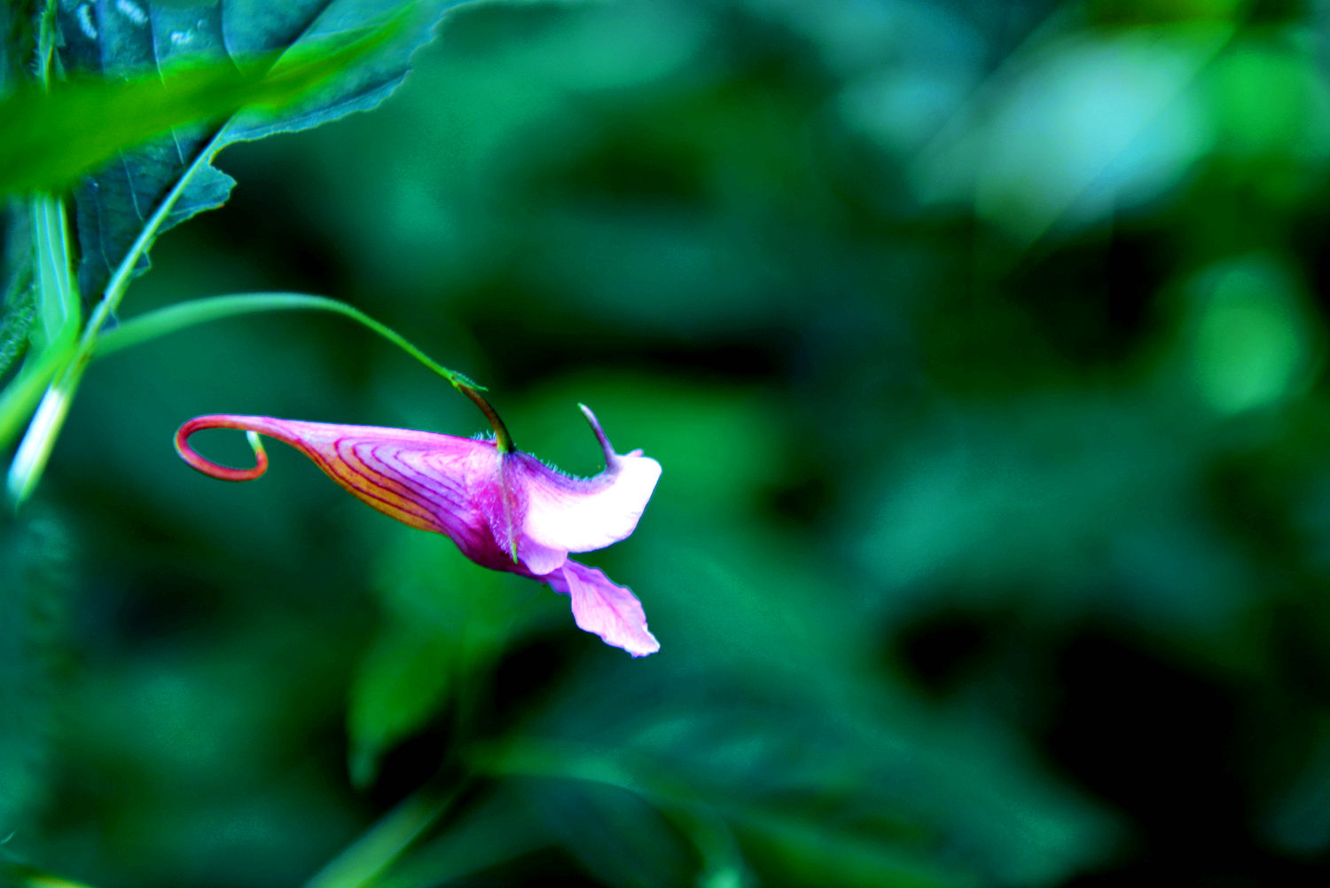 龙虾花影