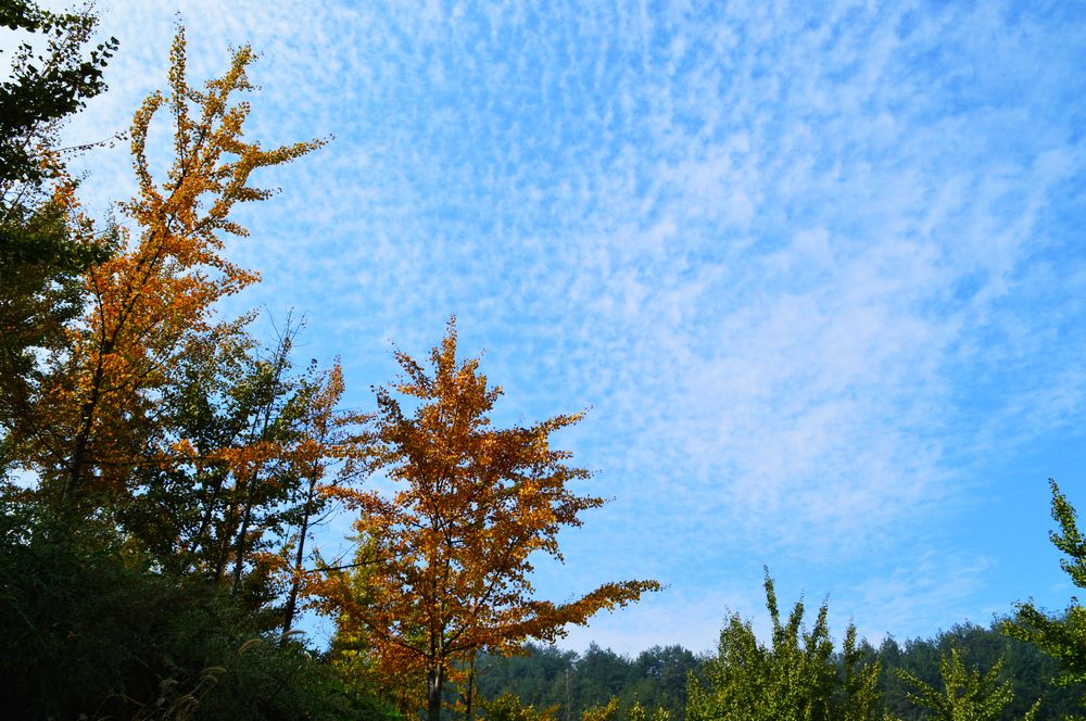 崇山秋色