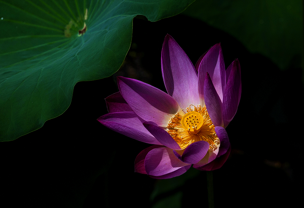 荷