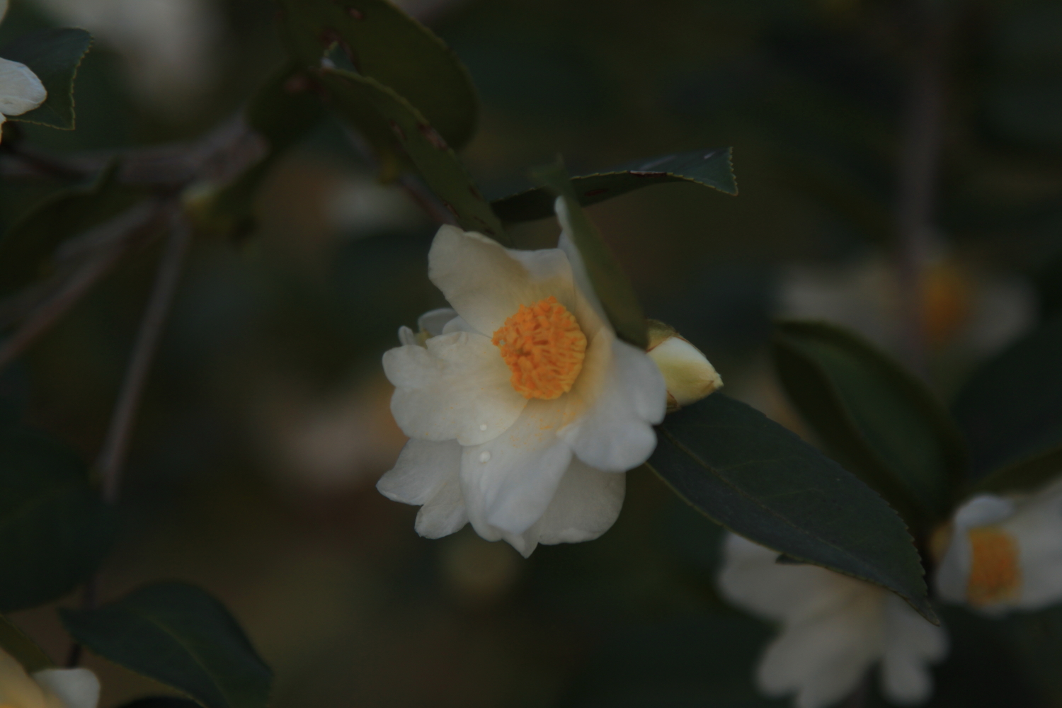 茶花