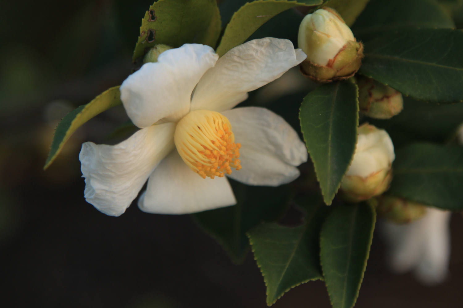 茶花