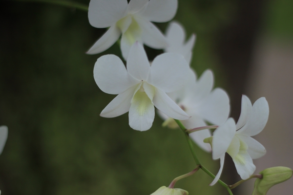 兰花一簇