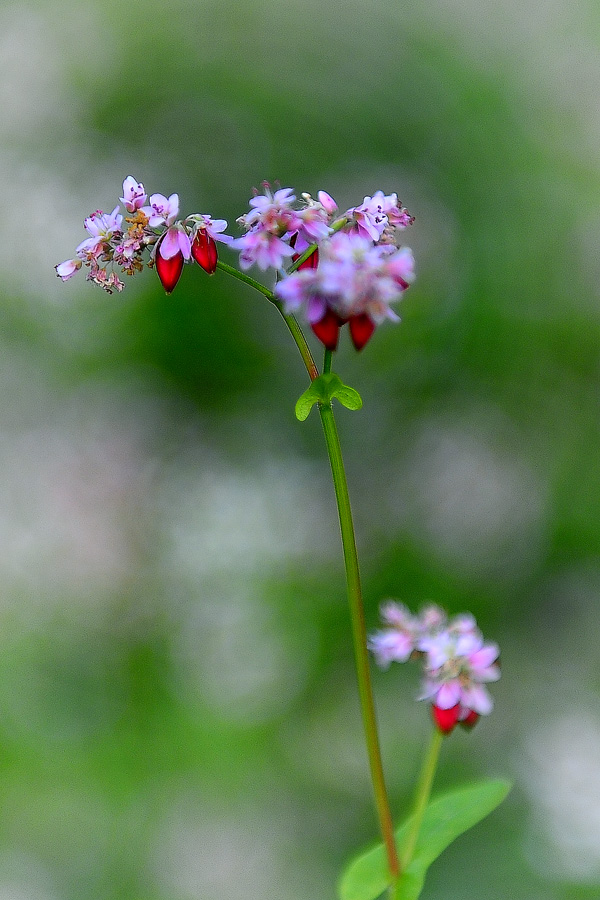 荞花飘香