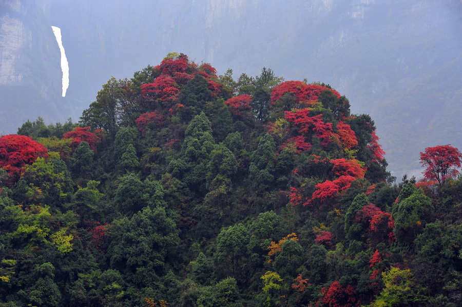 天门山红叶