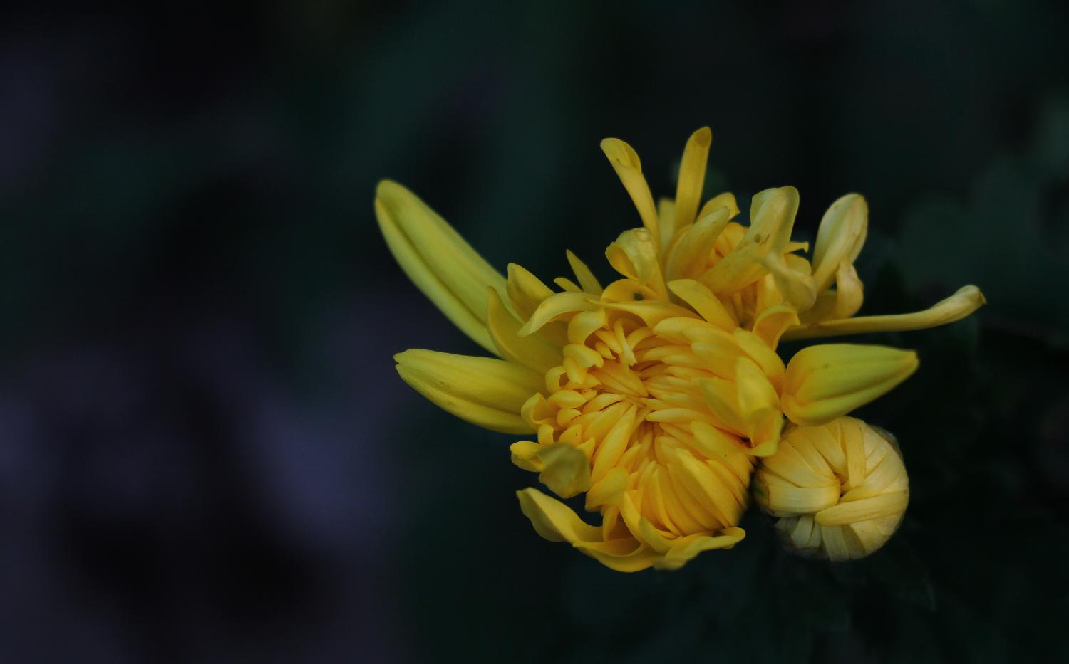 菊