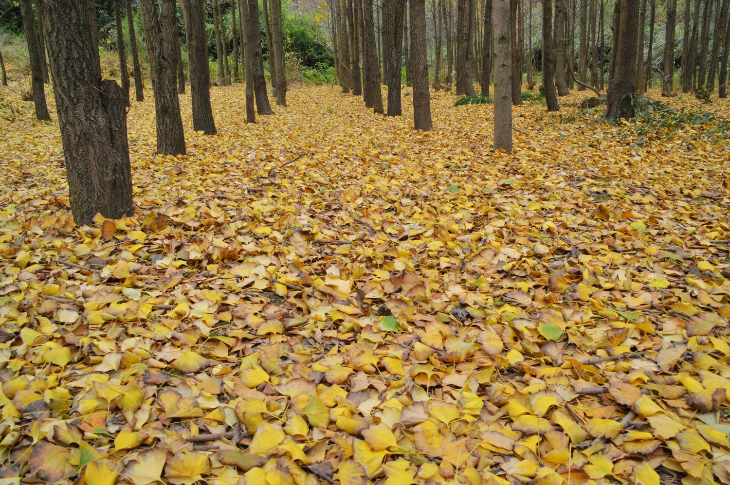 遍地都是黄金叶