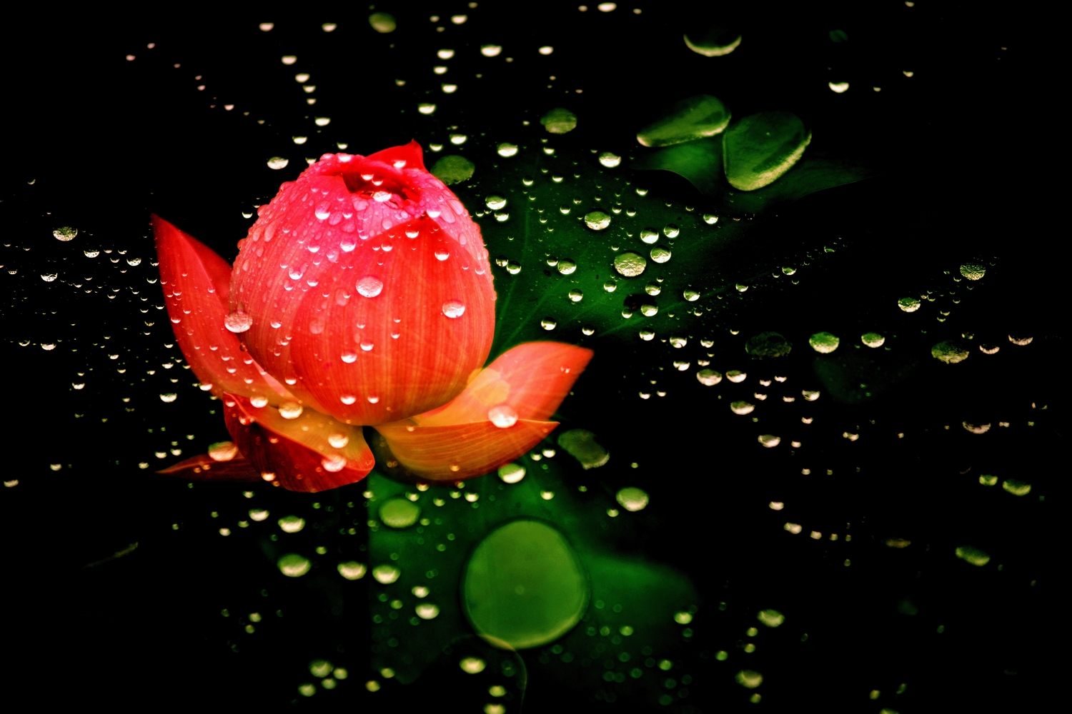 出水芙蓉