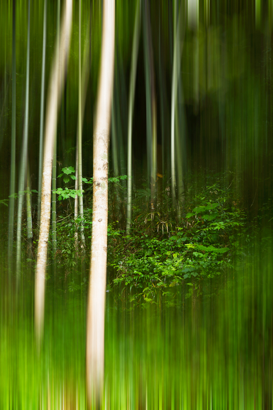 竹林深处