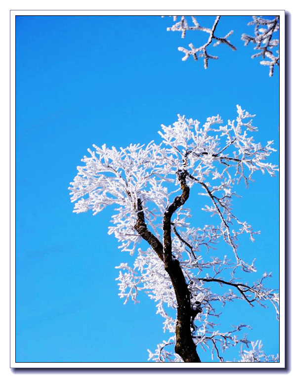 雪花满枝