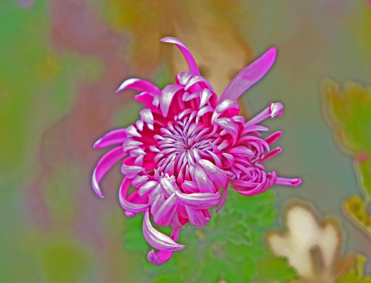 菊