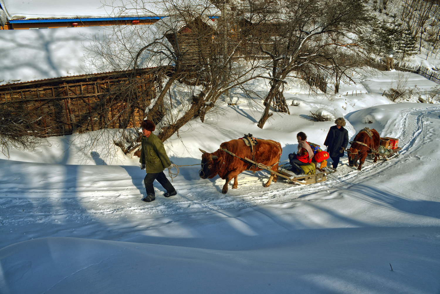 雪村牛爬犁