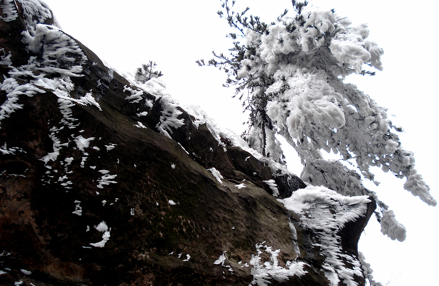 松之傲雪