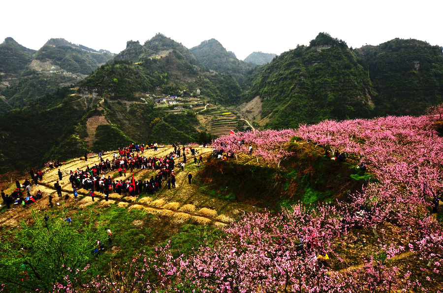 桃花盛开长茂山