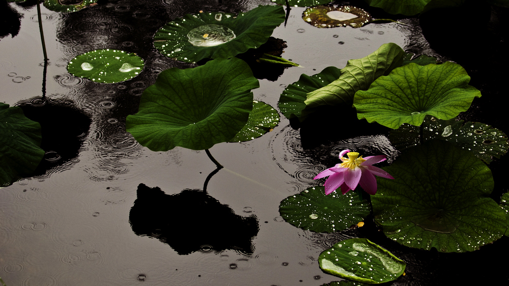 雨荷