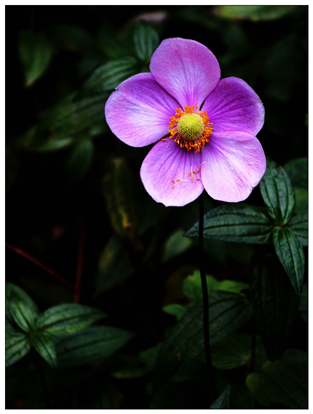 小花