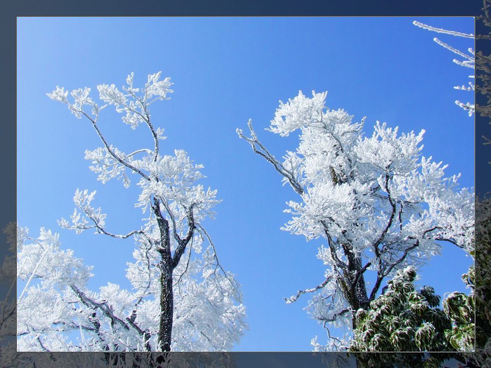 天门山雪松