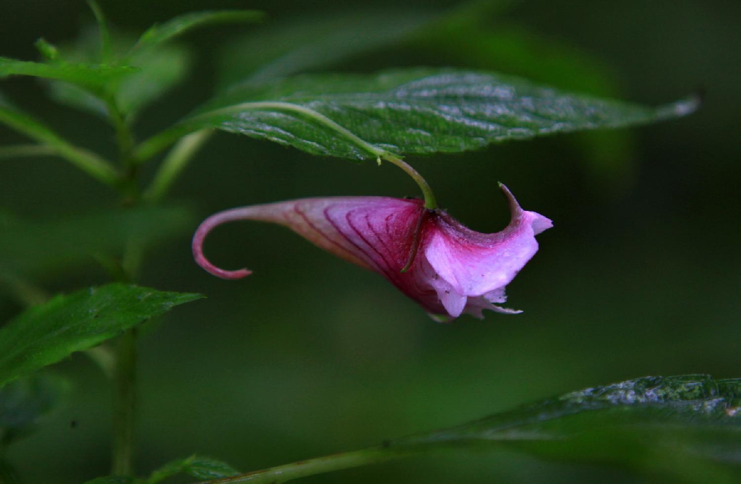 龙虾花一朵
