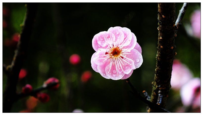 冬梅花开