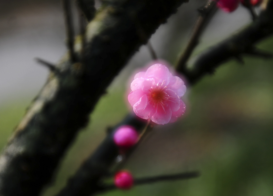 梅花清香惹人醉