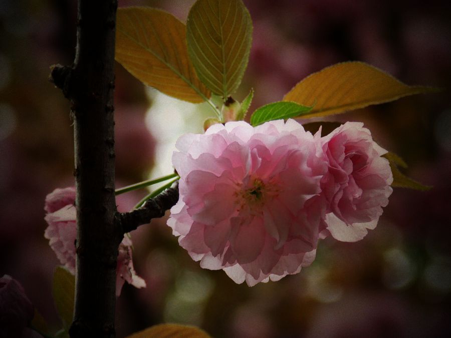 花之美