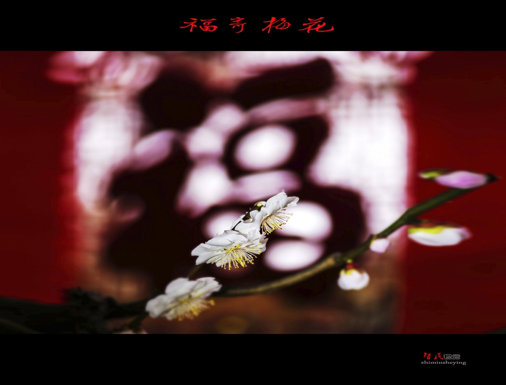 梅枝俏 福来到