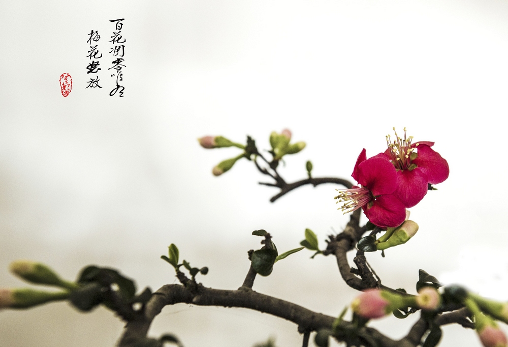 梅花怒放