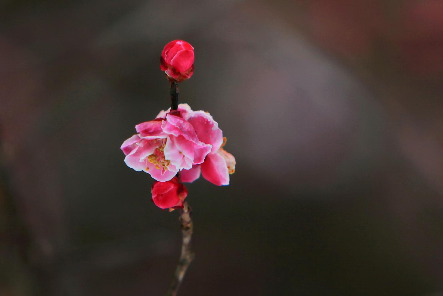 红梅花儿开