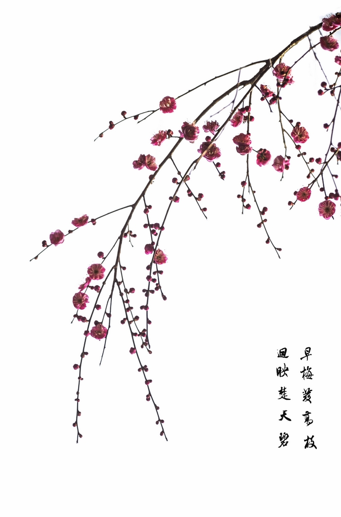 寒梅初开