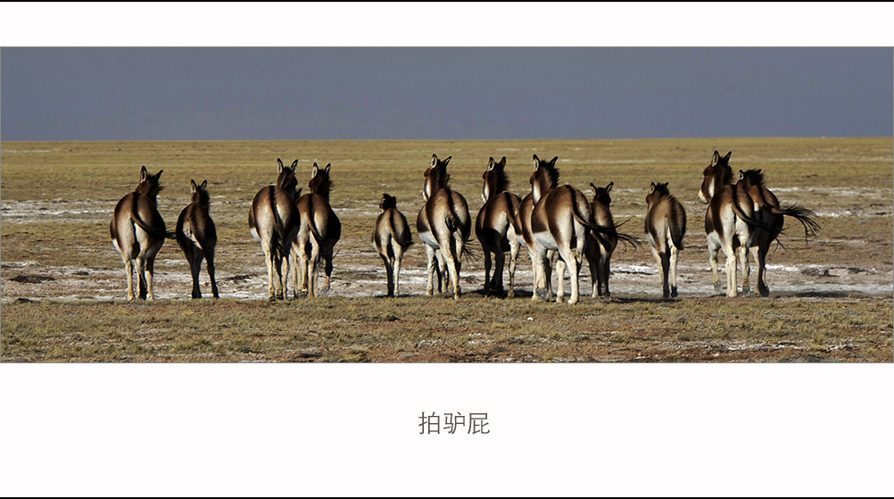 拍驴屁