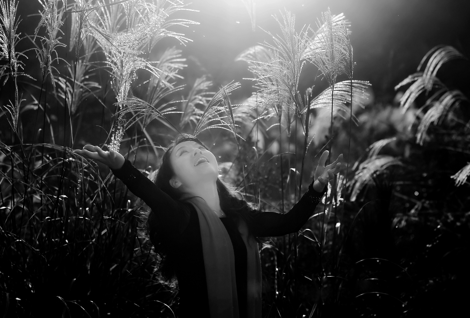 芦花恋