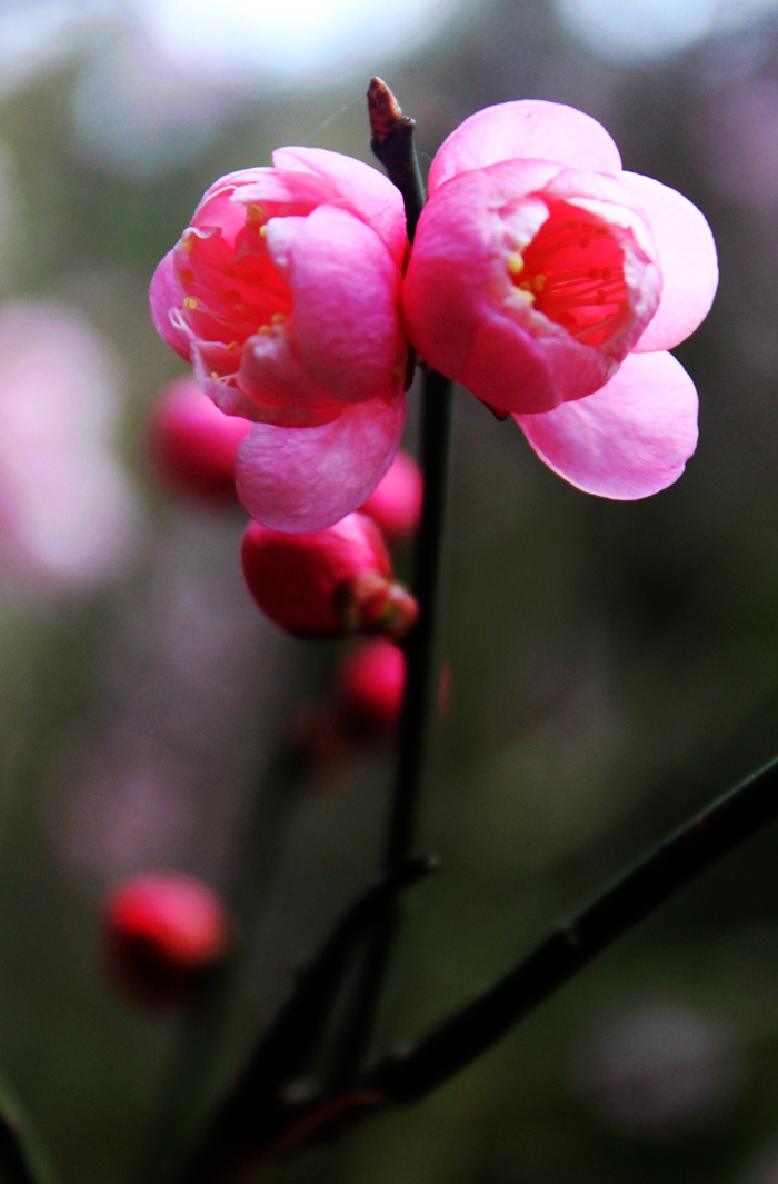 梅花怒放4