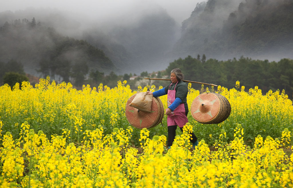 油菜花开