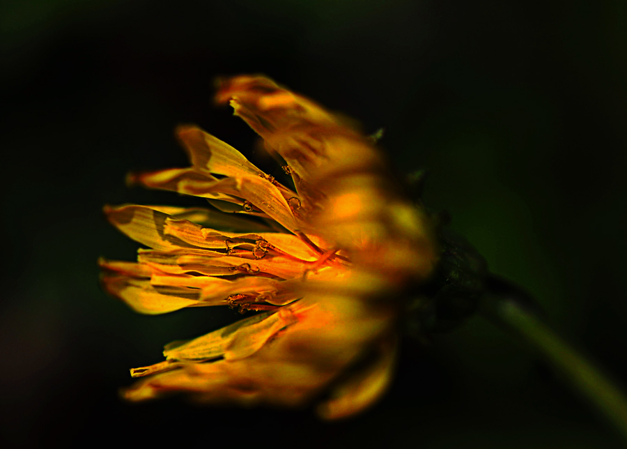 小黄花