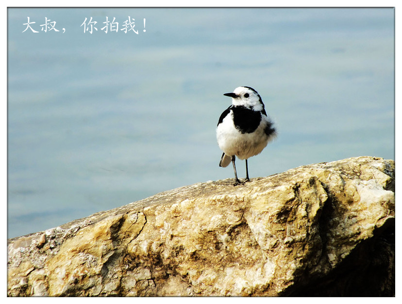 小鸟诉说1