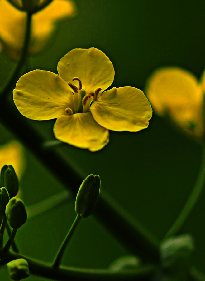 油菜花