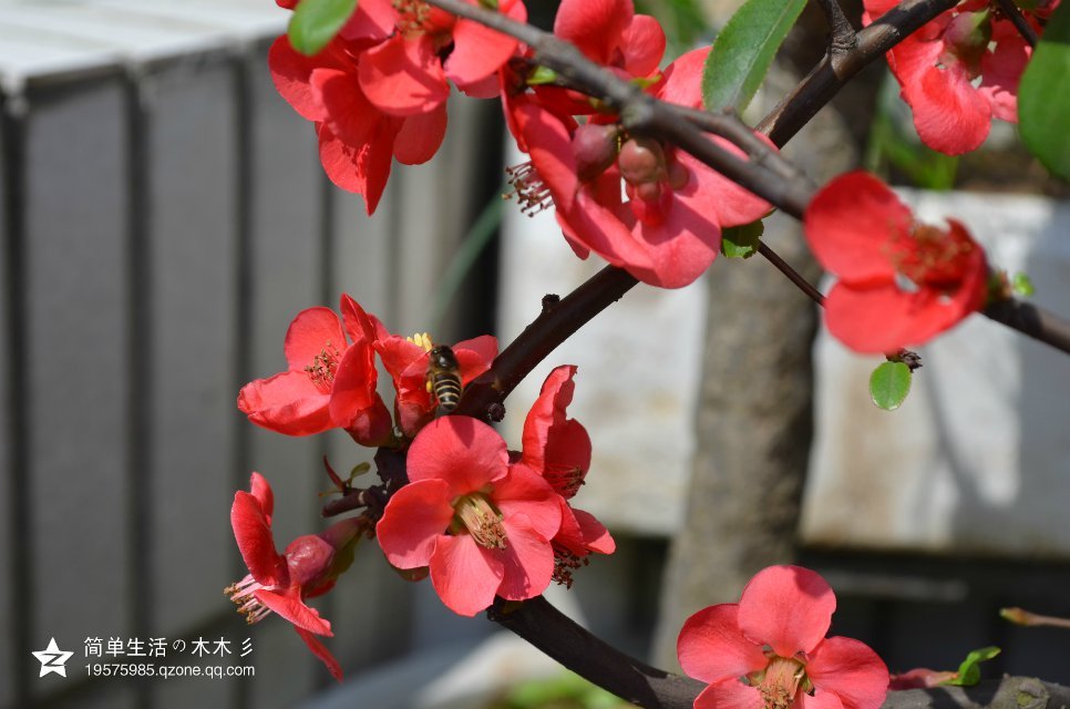 海棠花