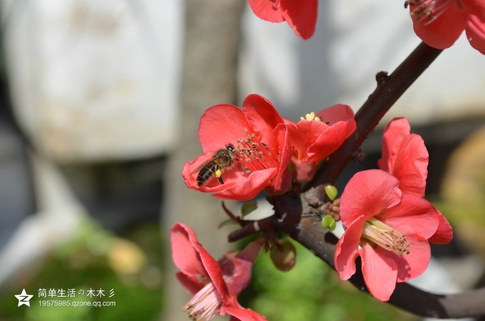 海棠花