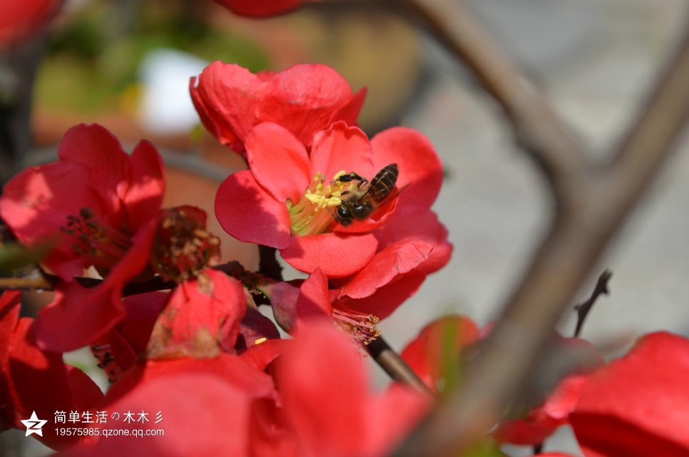 海棠花
