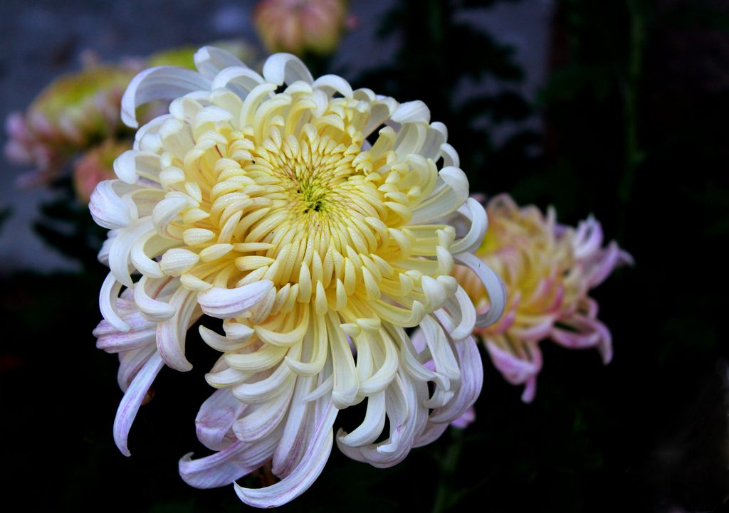 菊