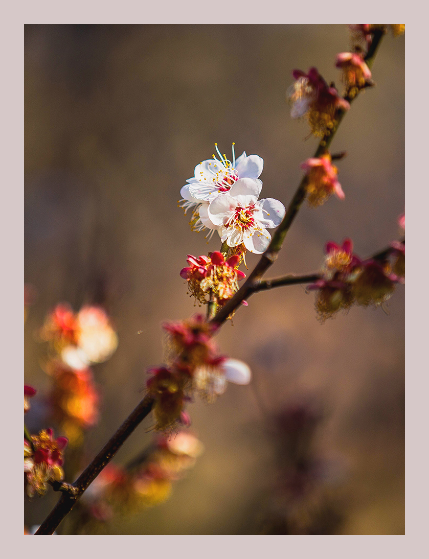 樱花