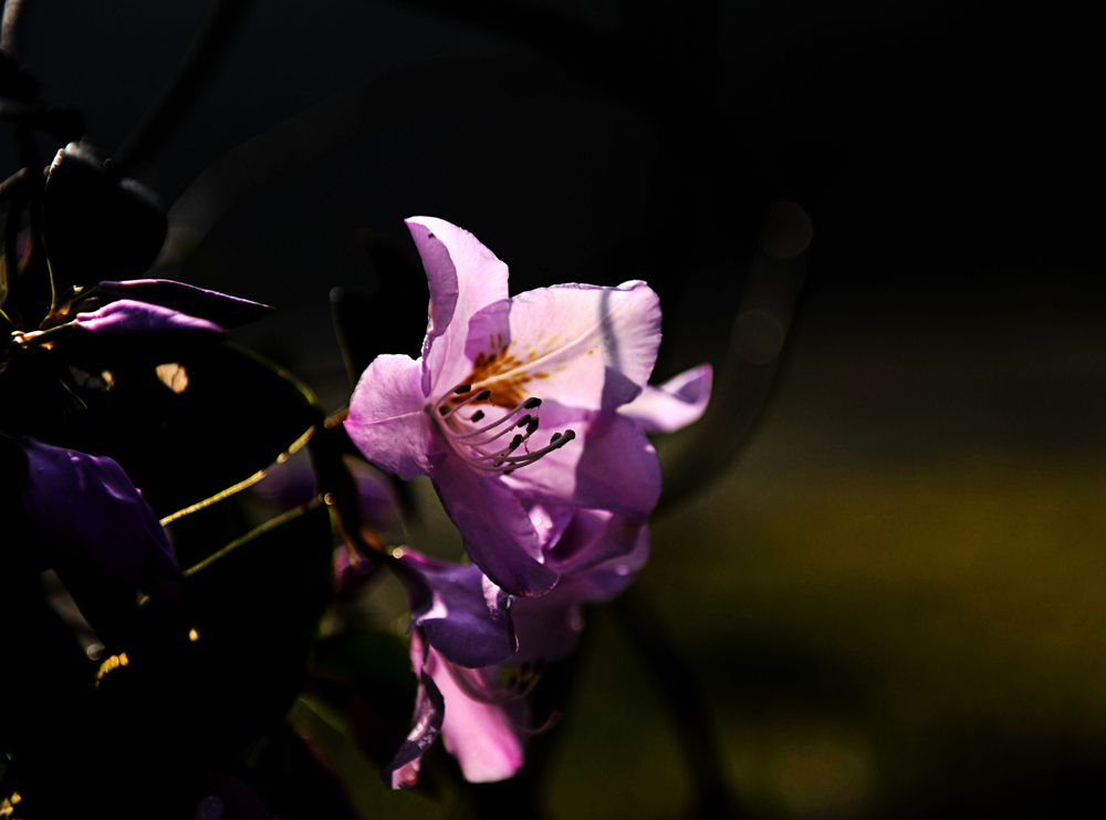 玉兰花